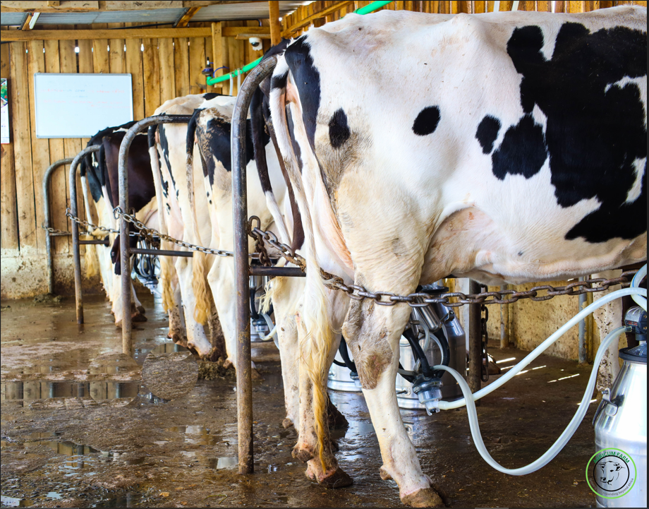 milking